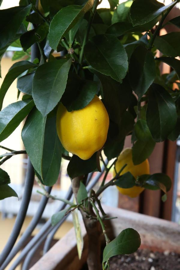 La Terrazza Dei Limoni Apartamento Seregno