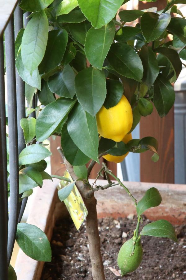 Apartamento La Terrazza Dei Limoni Seregno