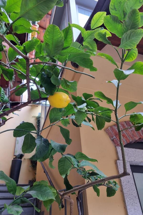 Apartamento La Terrazza Dei Limoni *
